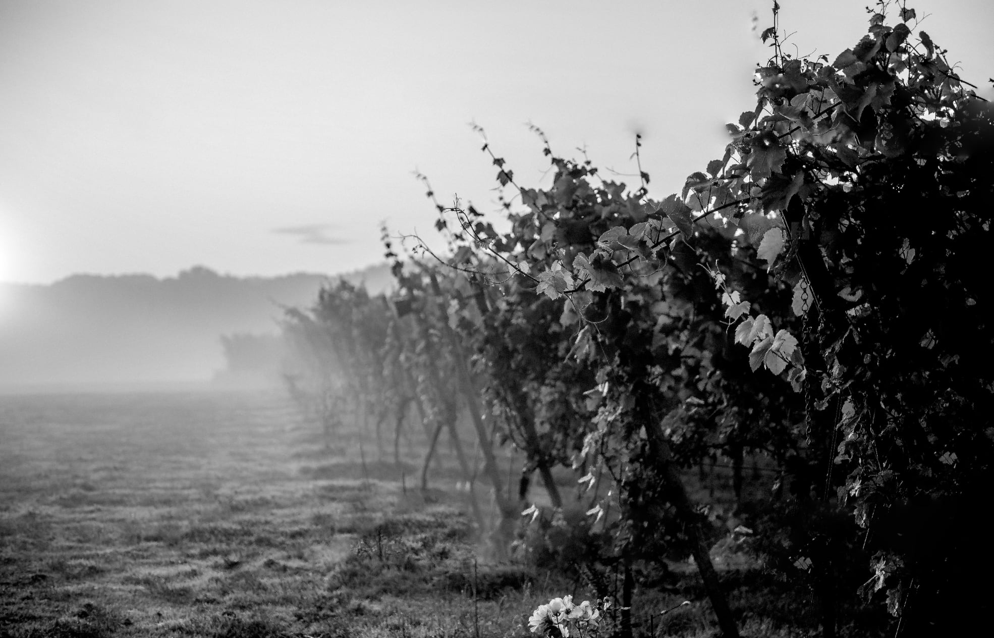 Gusbourne Vineyard