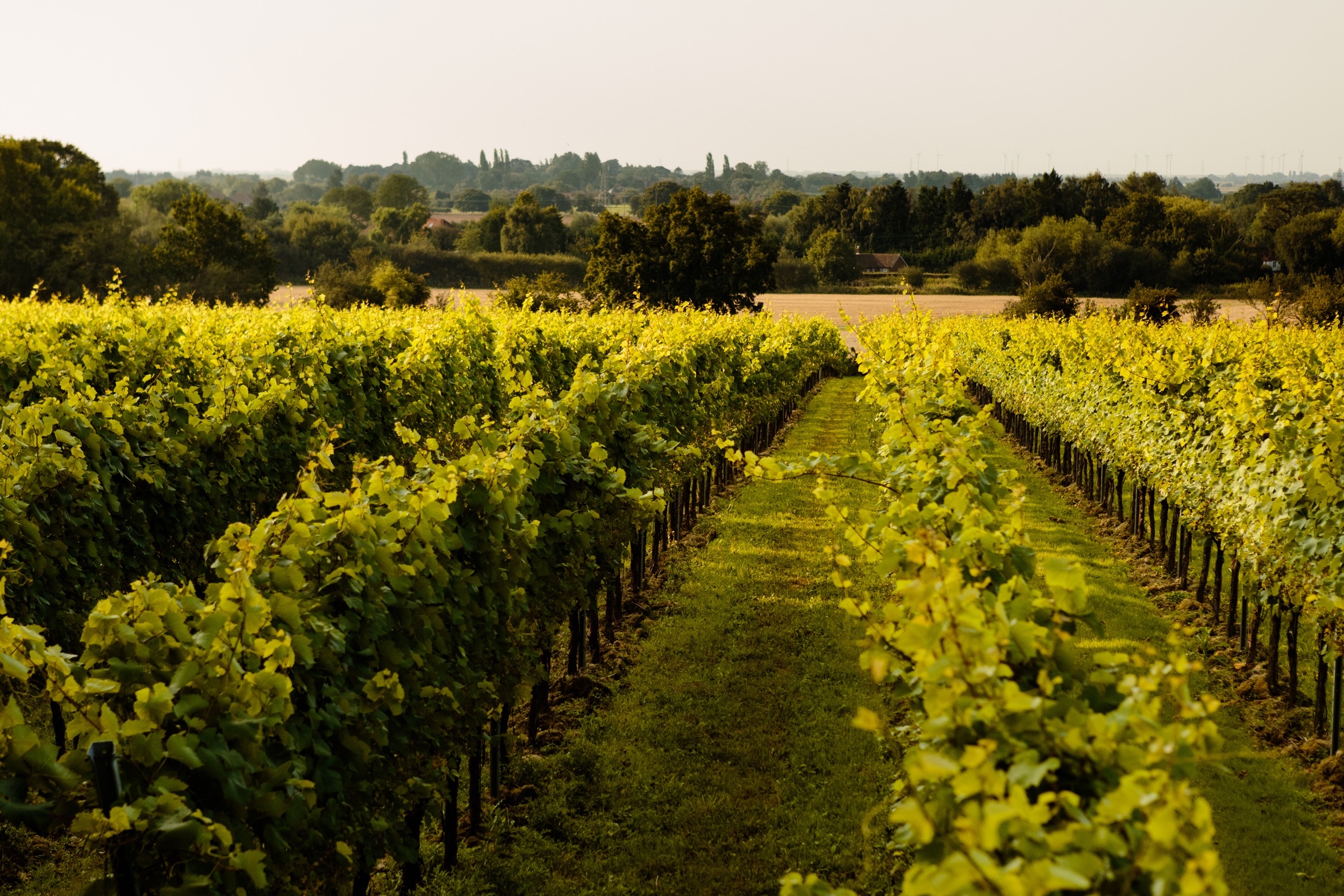 Visit Our Kent Vineyard Gusbourne Fine English Wines