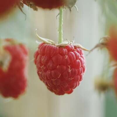 Raspberries 400