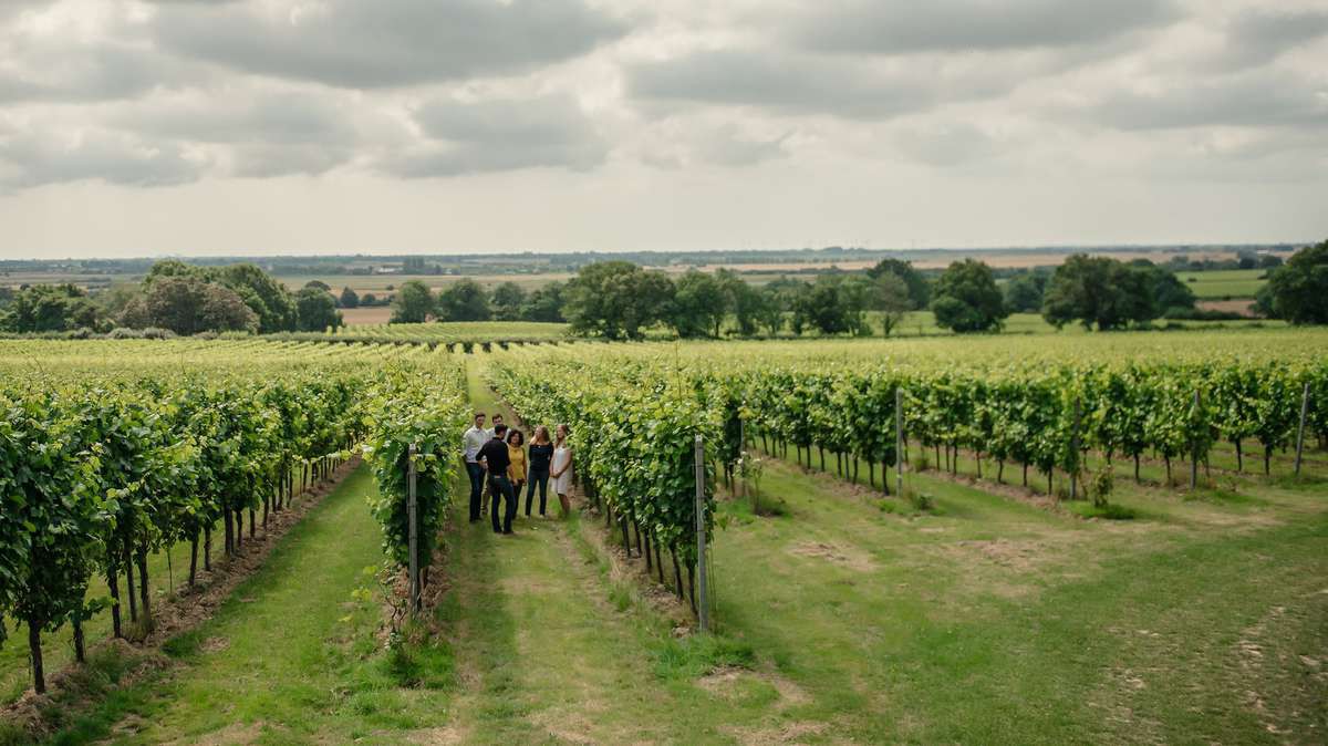 The Nest at Gusbourne Vineyard Tour